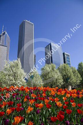 Tulips in bloom at Millennium Park in Chicago, Illinois, USA.
