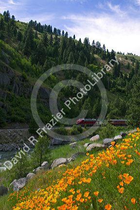 The Thunder Mountain Line scenic tourist train traveling along the Payette River between Horseshoe Bend and Banks, Idaho, USA.