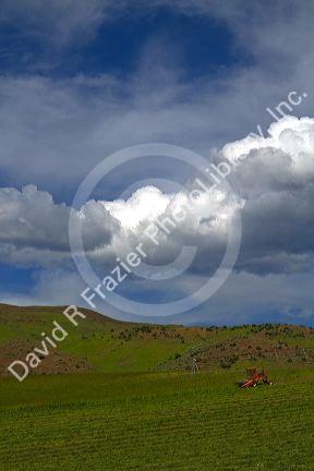 Swather harvesting hay near Horseshoe Bend, Idaho, USA.