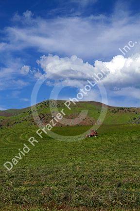 Swather harvesting hay near Horseshoe Bend, Idaho, USA.