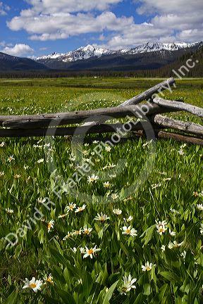 White rayed mule's ear wildflowers growing in a meadow near Stanley, Idaho, USA.