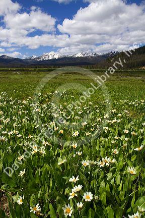 White rayed mule's ear wildflowers growing in a meadow near Stanley, Idaho, USA.