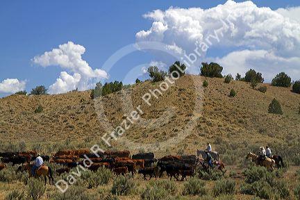 Cowboys on a cattle drive in the desert near Cuba, New Mexico, USA.