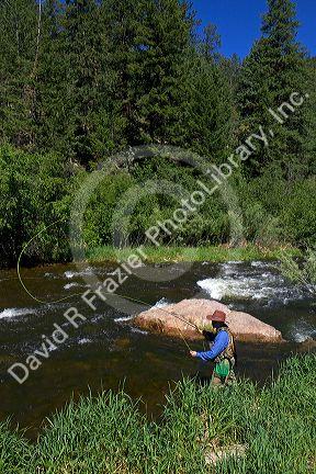 Fly fishing the Big Thompson River near Loveland, Colorado, USA.