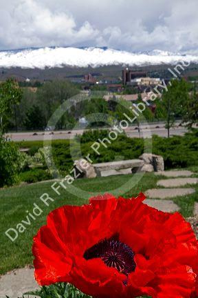 Poppies in bloom at the Boise Depot in Boise, Idaho, USA.