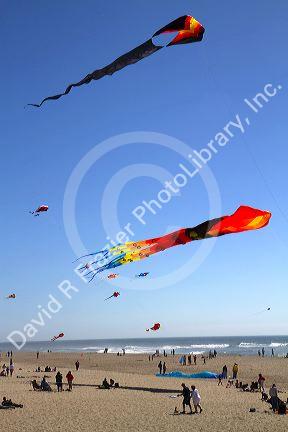 People flying kites along the D River in Lincoln City, Oregon, USA.