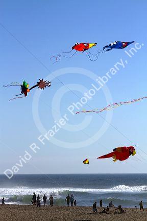 People flying kites along the D River in Lincoln City, Oregon, USA.