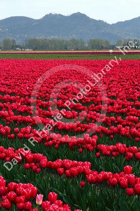 Show garden of spring-flowering tulip bulbs in Skagit Valley, Washington, USA.