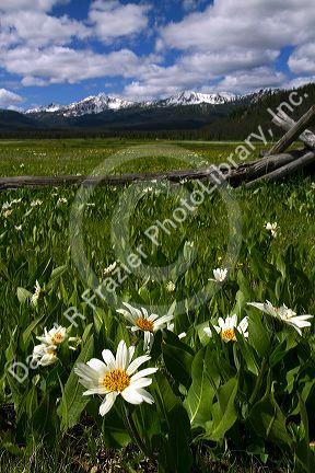 White rayed mule's ear wildflowers growing in a meadow near Stanley, Idaho, USA.