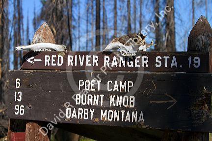 Distance signs along the historic Magruder Corridor road that devides the Frannk Church-River of No Return Wilderness Area and the Selway-Bitterwoot Wilderness in Idaho, USA.