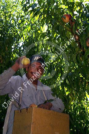 Migrant worker harvesting peaches in southwest Idaho, USA.