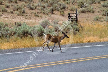 Mule deer crossing the road in southwest Idaho, USA.
