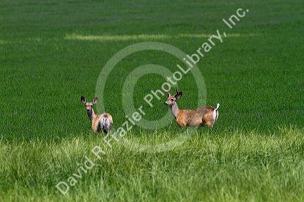 Mule deer stand in an alfalfa field in southwest Idaho, USA.