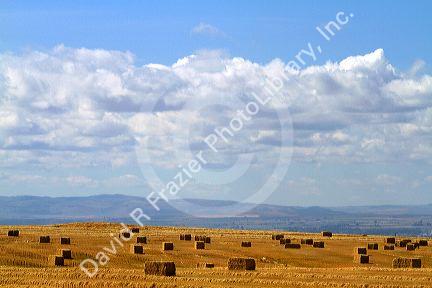 Bailing wheat straw near Jerome, Idaho, USA.