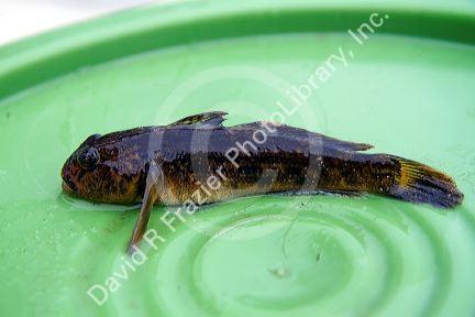 Round goby freshwater fish is an invasive species found in the Great Lakes of northeastern North America.