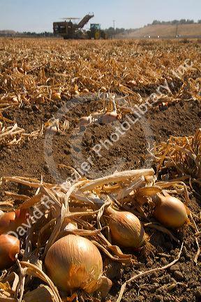 Yellow onion harvest in Canyon County, Idaho, USA.