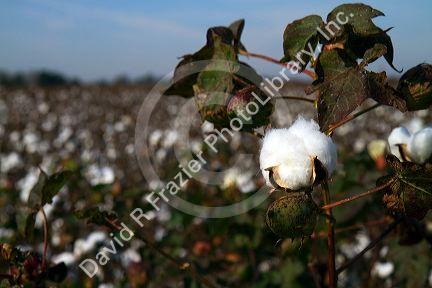 Cotton field ready for harvest in the American South.