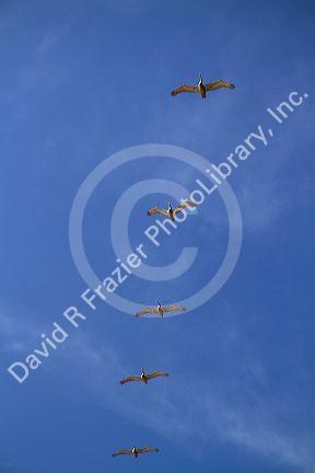 Brown pelicans flying in the sky.