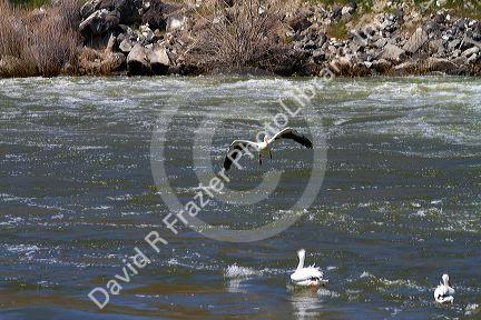 American White Pelicans on the Snake River in Elmore County, Idaho, USA.
