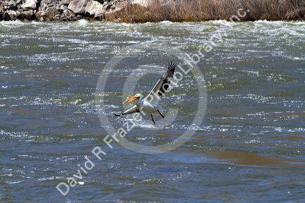 American White Pelican on the Snake River in Elmore County, Idaho, USA.