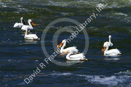 American White Pelicans on the Snake River in Elmore County, Idaho, USA.