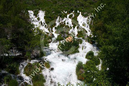 Niagara Springs at Thousand Springs State Park in the Hagerman Valley, Idaho, USA.