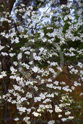 Dogwood tree in bloom.
