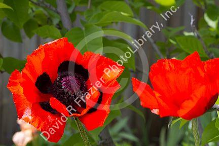 Oriental poppy.