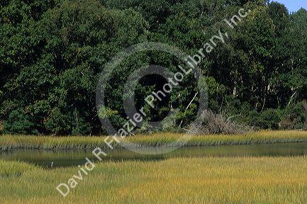 Tidal marsh in King's Creek near Yorktown, Virginia.