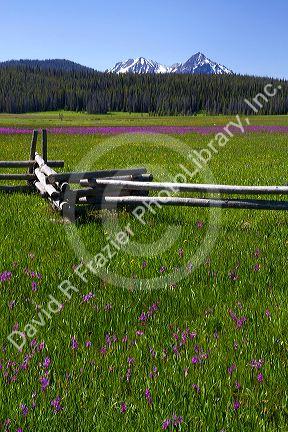 Meadow of wildflowers and the Sawtooth Mountain Range near Stanley, Idaho, USA.