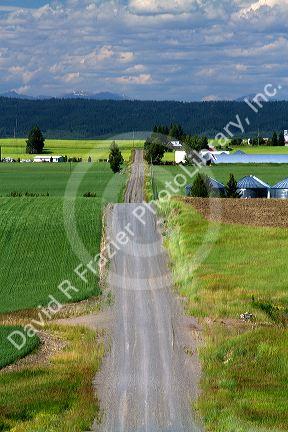 Wheat field and rural road near Ashton, Idaho, USA.