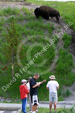 Tourists watch american bison graze in Yellowstone National Park, USA.