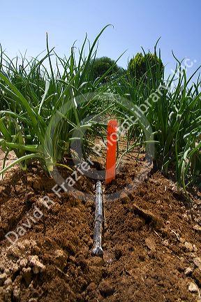 Drip irrigation system installed in a commercial onion field in southwest Idaho, USA.