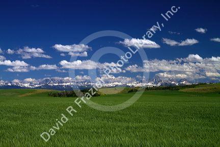 Wheat field near Ashton, Idaho, USA.