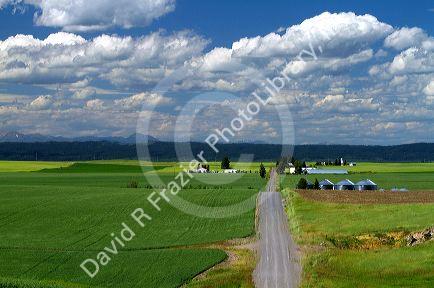 Wheat field and rural road near Ashton, Idaho, USA.