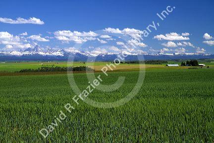 Wheat field near Ashton, Idaho, USA.