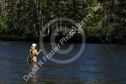 Fly fishing the Madison River in Yellowstone National Park, Montana, USA.