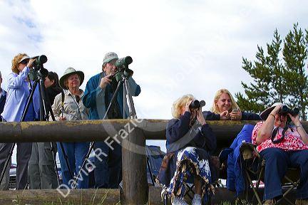 Tourists viewing wildlife in Yellowstone National Park, USA.