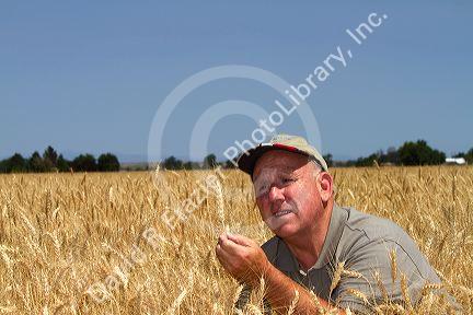 Farmer checking wheat crop for harvest time in Canyon County, Idaho, USA. MR