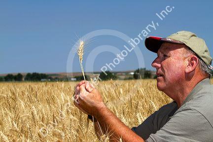 Farmer checking wheat crop for harvest time in Canyon County, Idaho, USA. MR