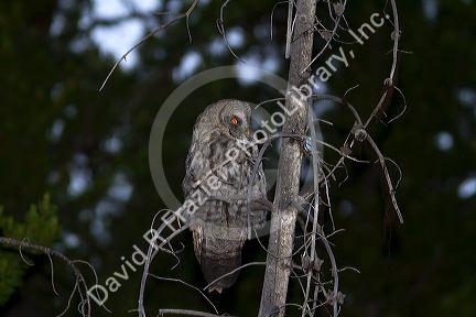 Great Grey Owl in Yellowstone National Park, USA.