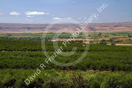 Fruit orchards at Sunny Slope near Marsing, Idaho, USA.
