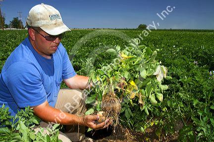 Farmer checking Idaho russet potato growth in Canyon County, Idaho, USA.