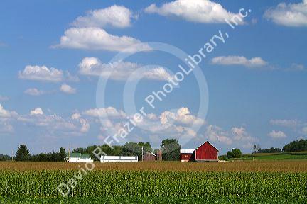 Red barn and corn field near Marion, WIsconsin, USA.