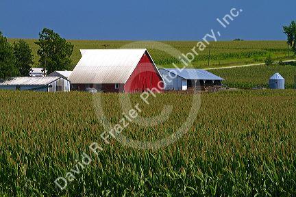 Red barn and corn field near Griswold, Iowa, USA.