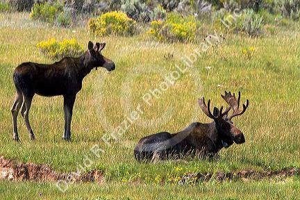 Moose along Interstate 80 at the Wyoming, Utah state border, USA.
