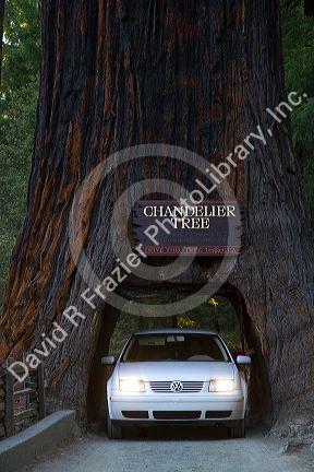 Automobile driving through the Chandelier Tree in Leggett, California, USA.