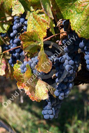 Red grapes hang on the vine ready for harvest near Santa Rosa, California, USA.