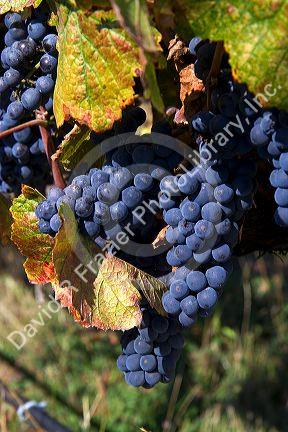 Red grapes hang on the vine ready for harvest near Santa Rosa, California, USA.