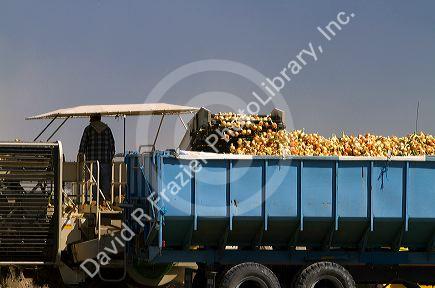 Onion harvest in Canyon County, Idaho, USA.